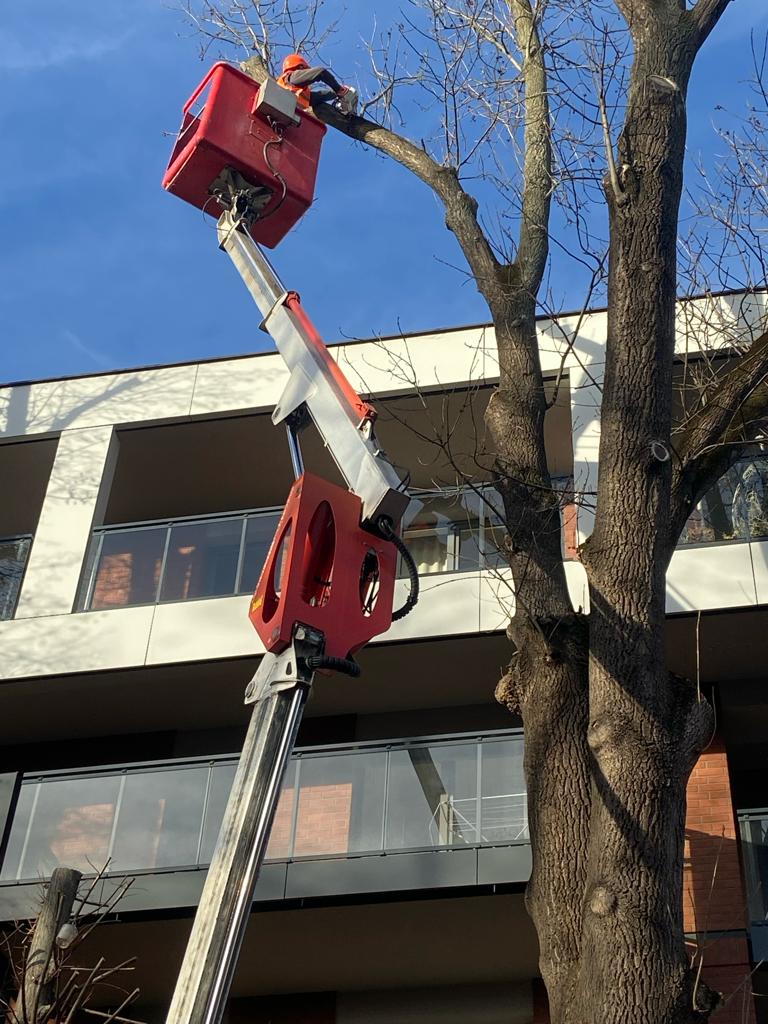 przycinanie drzew Kraków