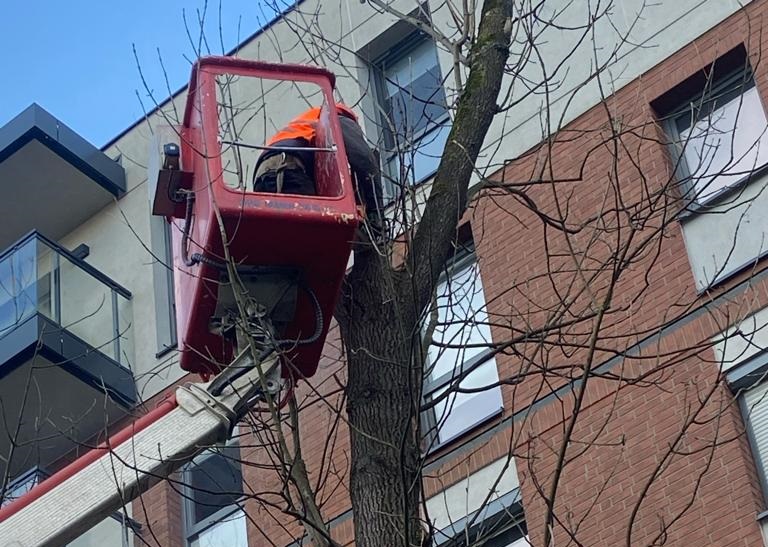 wycinka drzew Wieliczka