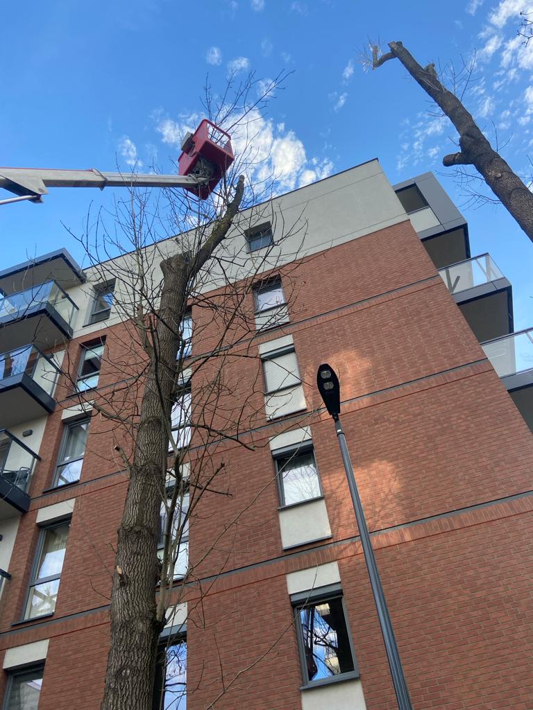 przycinanie drzew Niepołomice